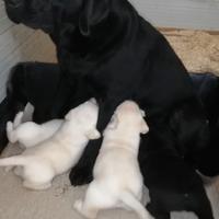 Cuccioli Labrador