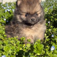 Spitz tedesco nano/pomerania