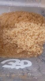 grani di  kefir d'acqua 