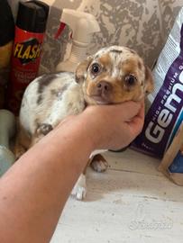 Chihuahua