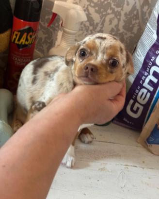 Chihuahua