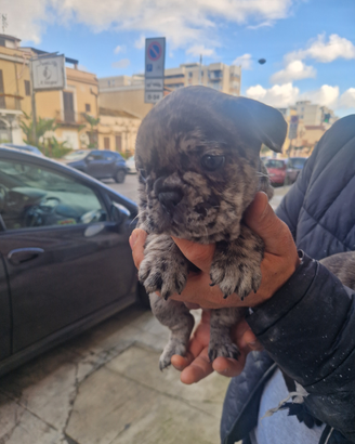 Buldog