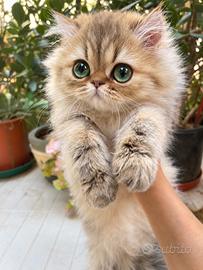 Cucciolo persiano golden shaded con pedigree