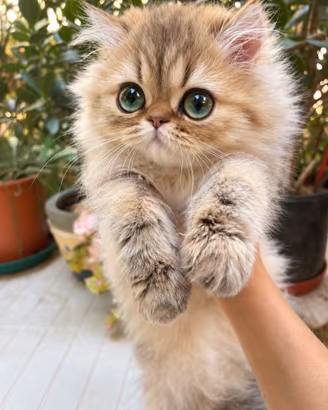 Cucciolo persiano golden shaded con pedigree