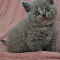 BRITISH Shorthair cucciola blu tortie