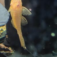 Ancistrus Gold pesci pulitori acquario tropicale
