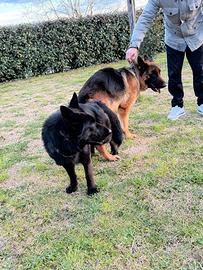 Cuccioli di pastore Tedesco