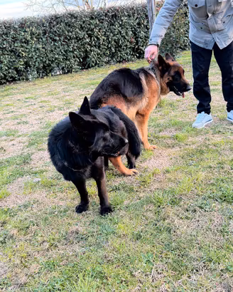 Cuccioli di pastore Tedesco