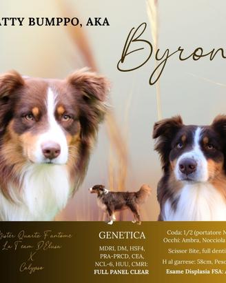 Australian Shepherd (Stallone, da monta, stud dog)