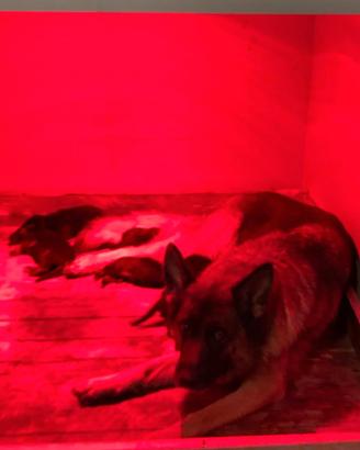 Cuccioli di Pastore Tedesco