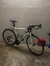 Focus izalco race