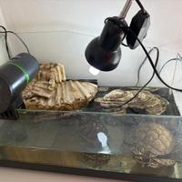 2 tartarughe + acquaterrario completo e accessori