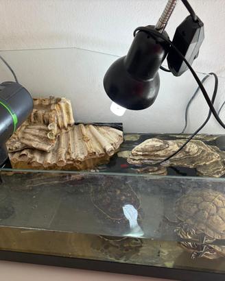 2 tartarughe + acquaterrario completo e accessori