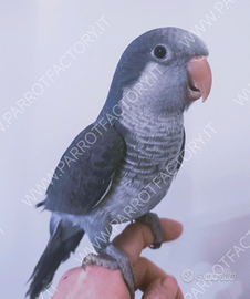 Parrocchetto Monaco allevato a mano