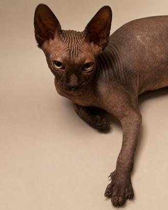 Cucciolo di Sphynx Total Black con pedigree
