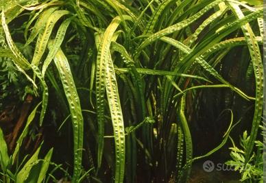 Cryptocoryne Balansae