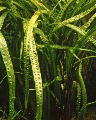 Cryptocoryne Balansae