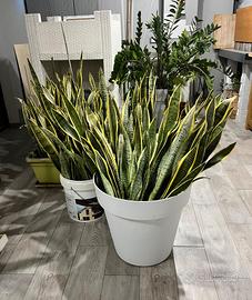 Sansevieria (lingue di suocera)