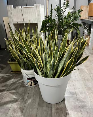 Sansevieria (lingue di suocera)