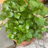 Talea di Senecione