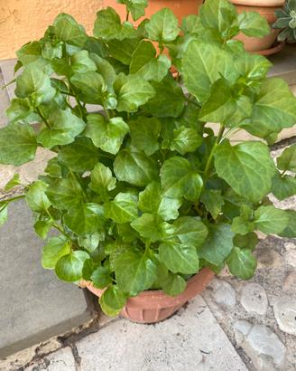 Talea di Senecione