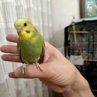 Cocoriti nati a novembre 2025