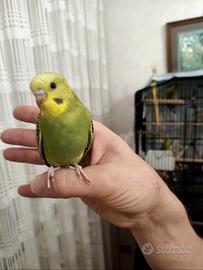 Cocoriti nati a novembre 2025