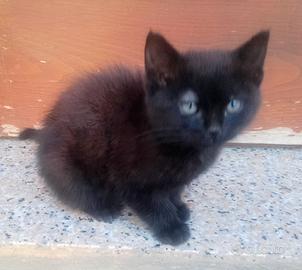Gattino Svezzato Pelo Nero Folto