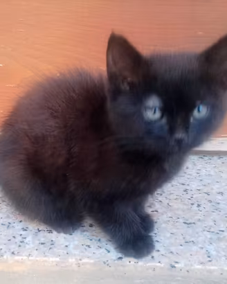 Gattino Svezzato Pelo Nero Folto
