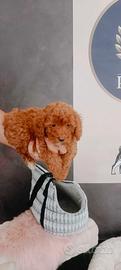 cuccioli barboncini toy minitoy nano anche a ate 