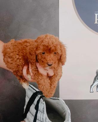 cuccioli barboncini toy minitoy nano anche a ate 