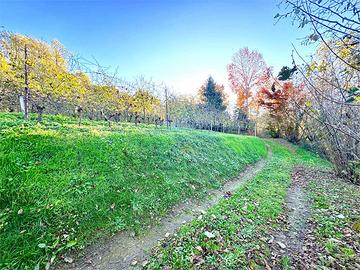 Terreno agricolo con vigna