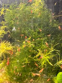 Neocaridina davidii red