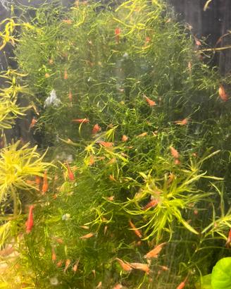 Neocaridina davidii red