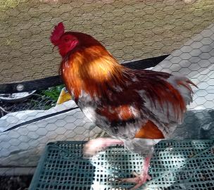Gallo Araucana