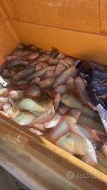 Rete per Surici (bardasciuni)