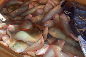 Rete per Surici (bardasciuni)