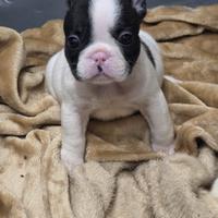 Cuccioli di bulldog francese