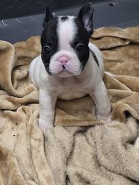 Cuccioli di bulldog francese