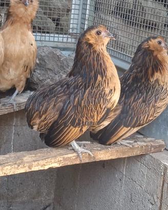 Polli Nani Ornamentali Barbute di Groubbe