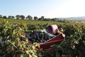 Attività / Licenza di 2000 m² con più di 5 locali 
