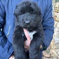 Cuccioli pastore tedesco a pelo lungo
