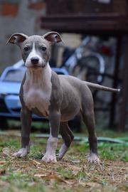 American Pitbull Terrier UKC