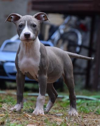 American Pitbull Terrier UKC