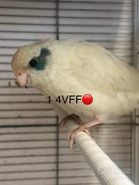 Kakariki