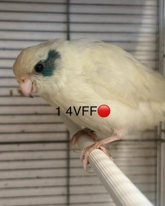 Kakariki