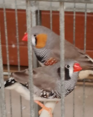 Diamanti mandarini