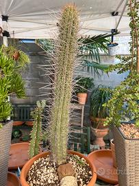 Cactus colonnare