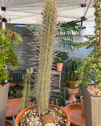 Cactus colonnare