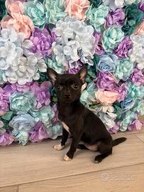 Cucciola pinsher chihuahua